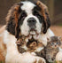 Dog with Three Cats
